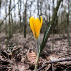 Krokus an der Duisburger Seenplatte