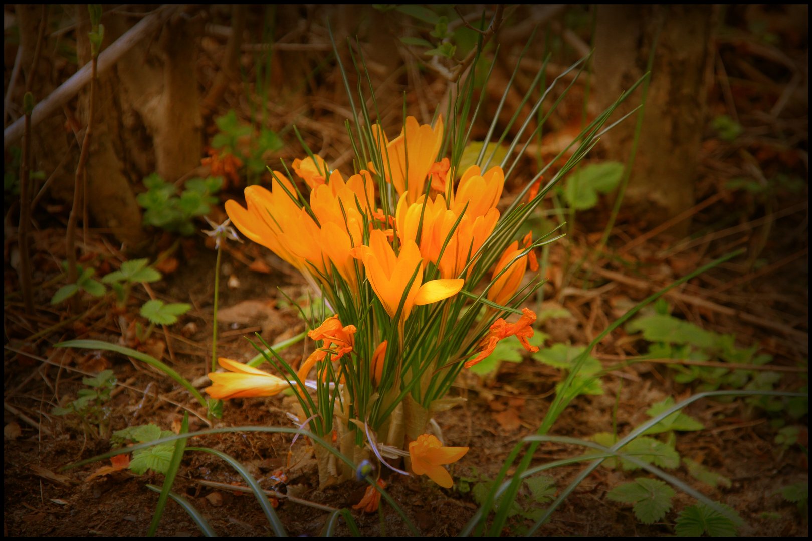 Krokus auf dem Hinterhof - bearbeitet