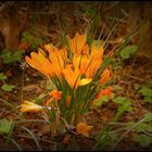 Krokus auf dem Hinterhof - bearbeitet