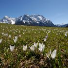 Krokus auf den Buckelwiesen mit Karwendel