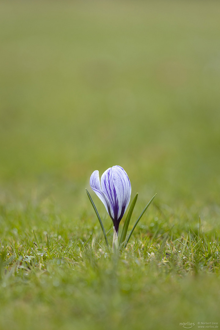 Krokus auf der Wiese