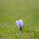 Krokus auf der Wiese