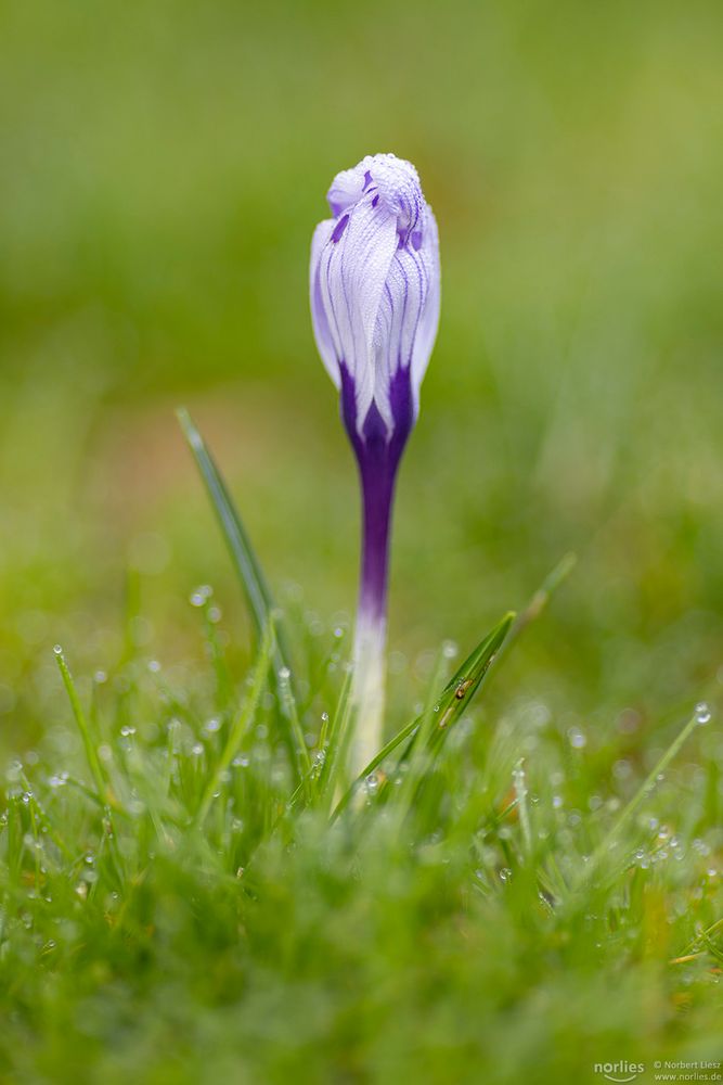 Krokus auf grüner Wiese