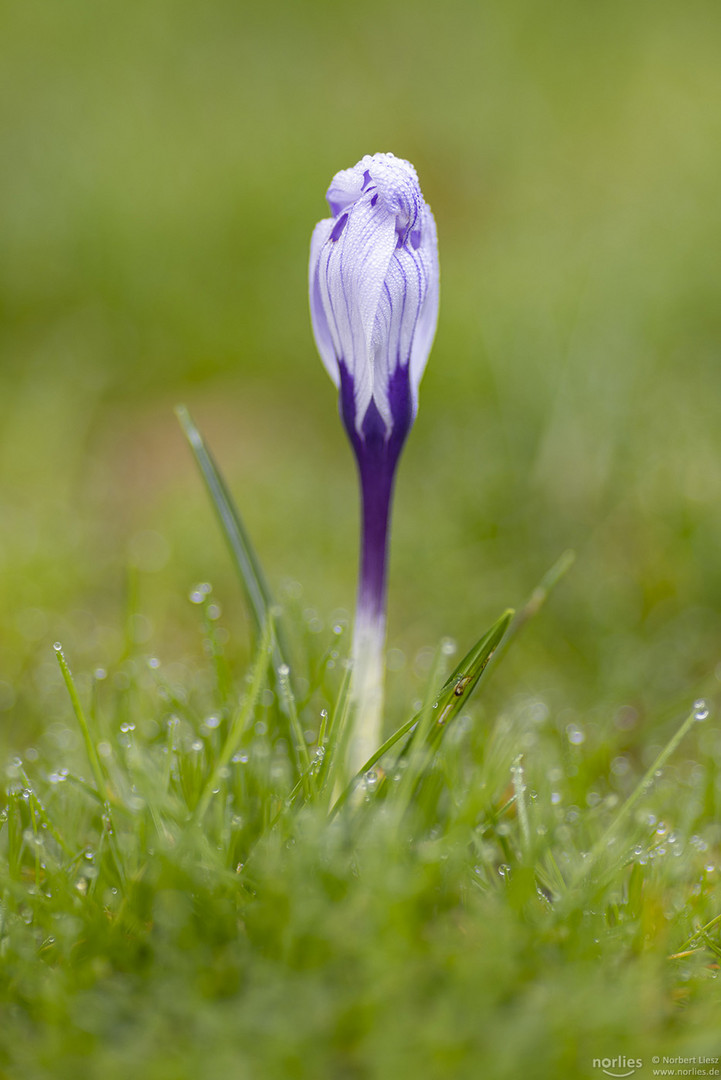 Krokus auf grüner Wiese