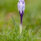 Krokus auf grüner Wiese