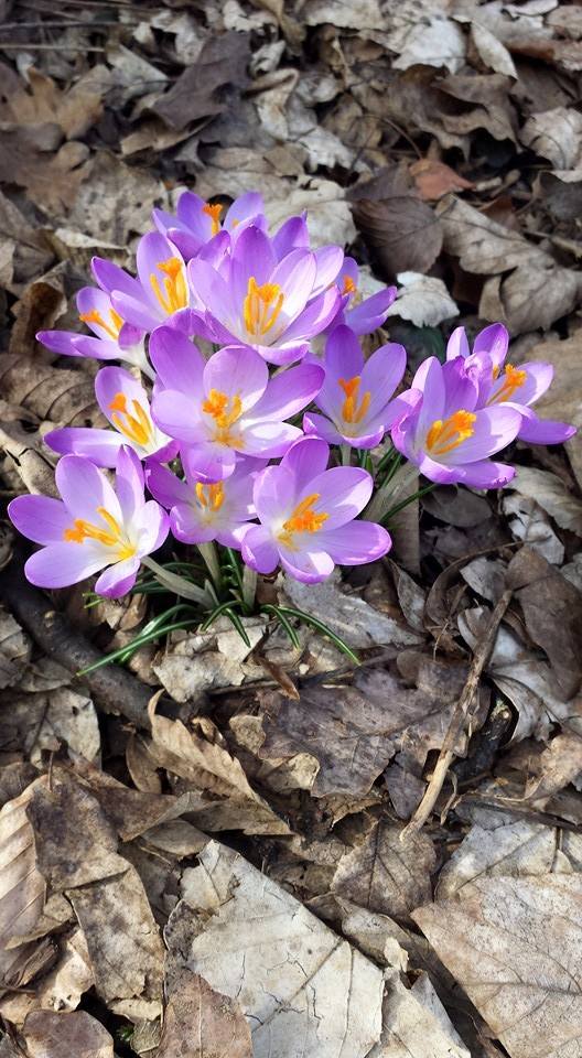 Krokus auf Herbstlaub