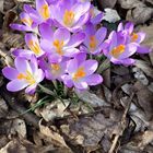 Krokus auf Herbstlaub