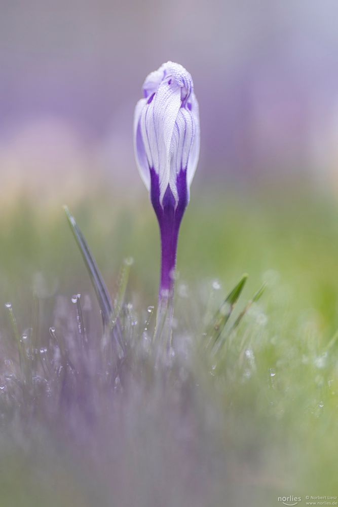 Krokus auf nasser Wiese