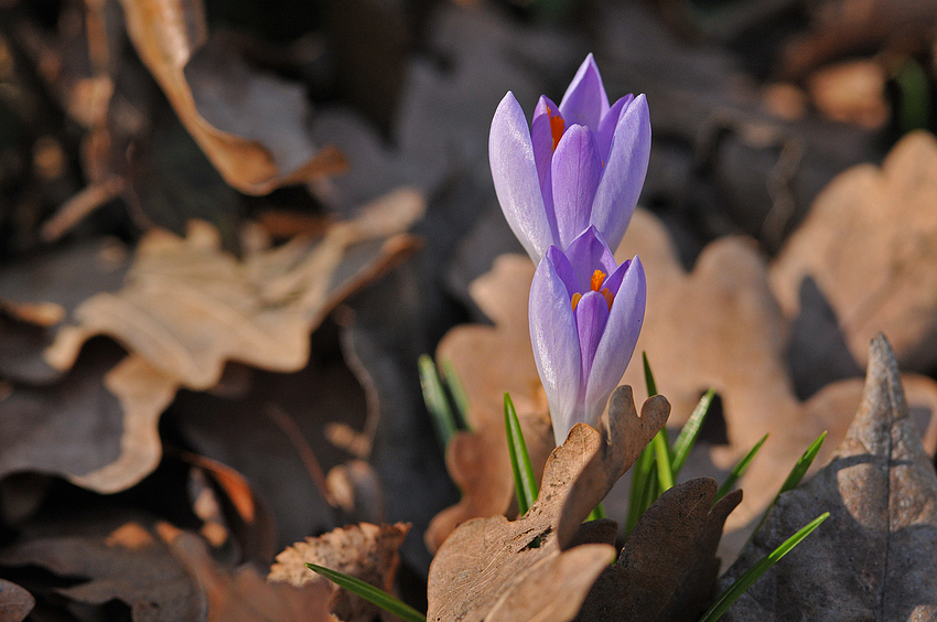 Krokus – Aufbruch