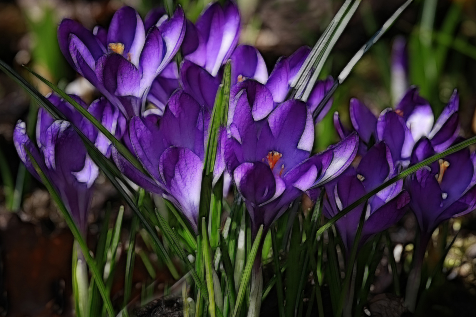 Krokus aus meinem Garten