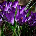 Krokus aus meinem Garten