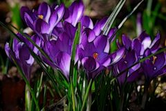 Krokus aus meinem Garten