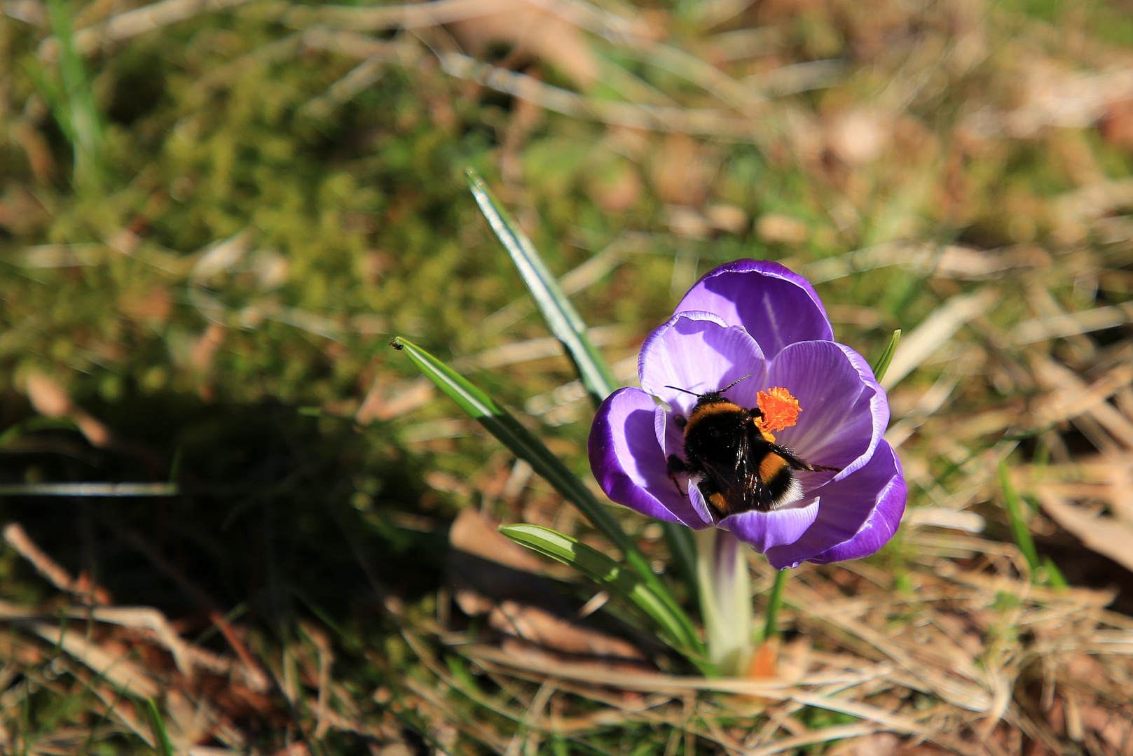 Krokus