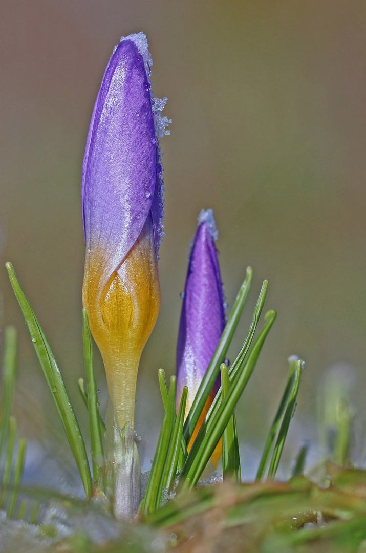 Krokus