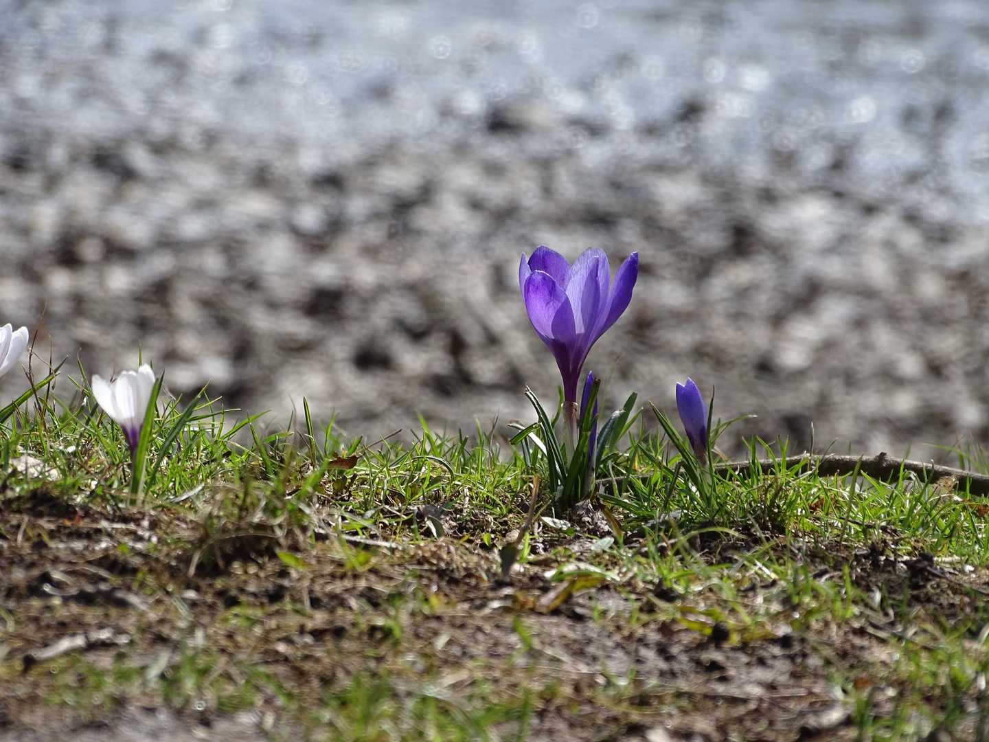 Krokus