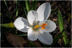 Krokus