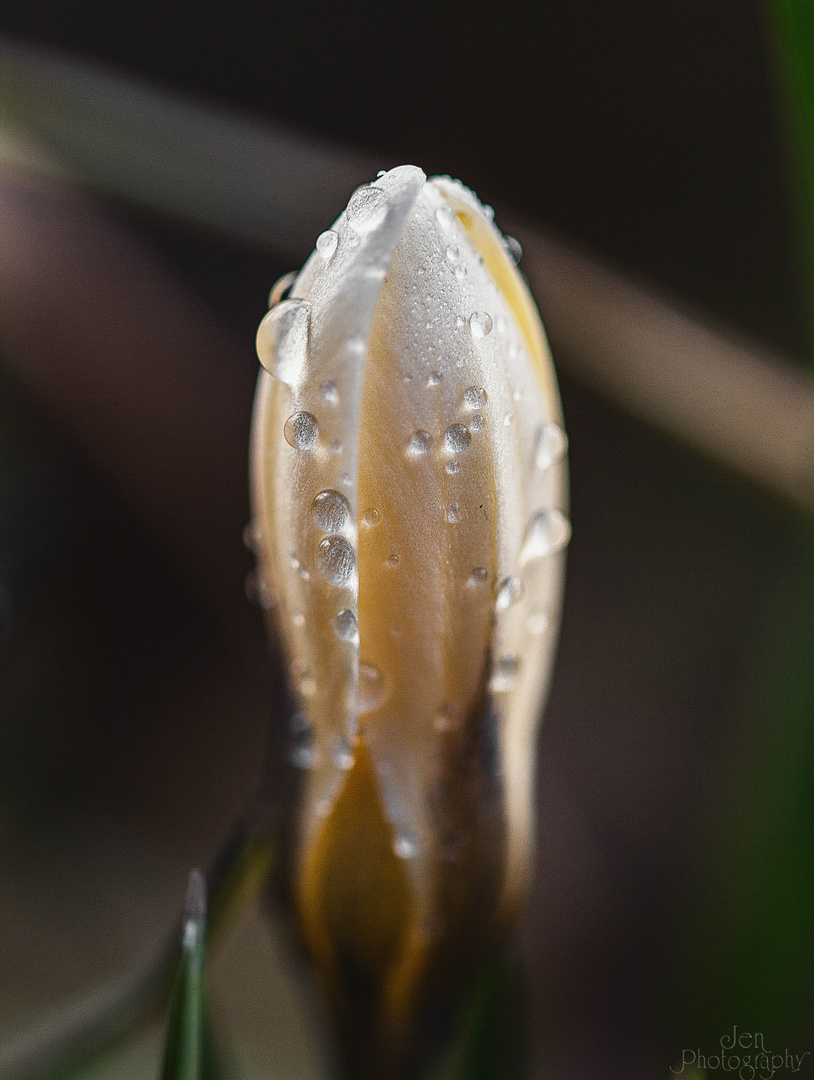 Krokus