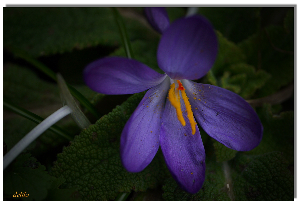 Krokus