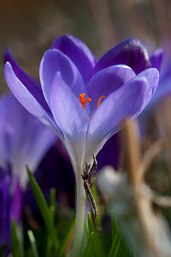 Krokus