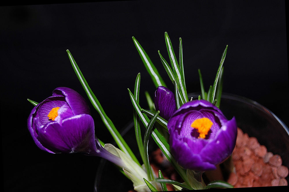 Krokus beim erblühen