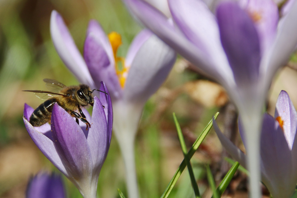 "Krokus-Besetzter"