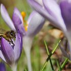 "Krokus-Besetzter"