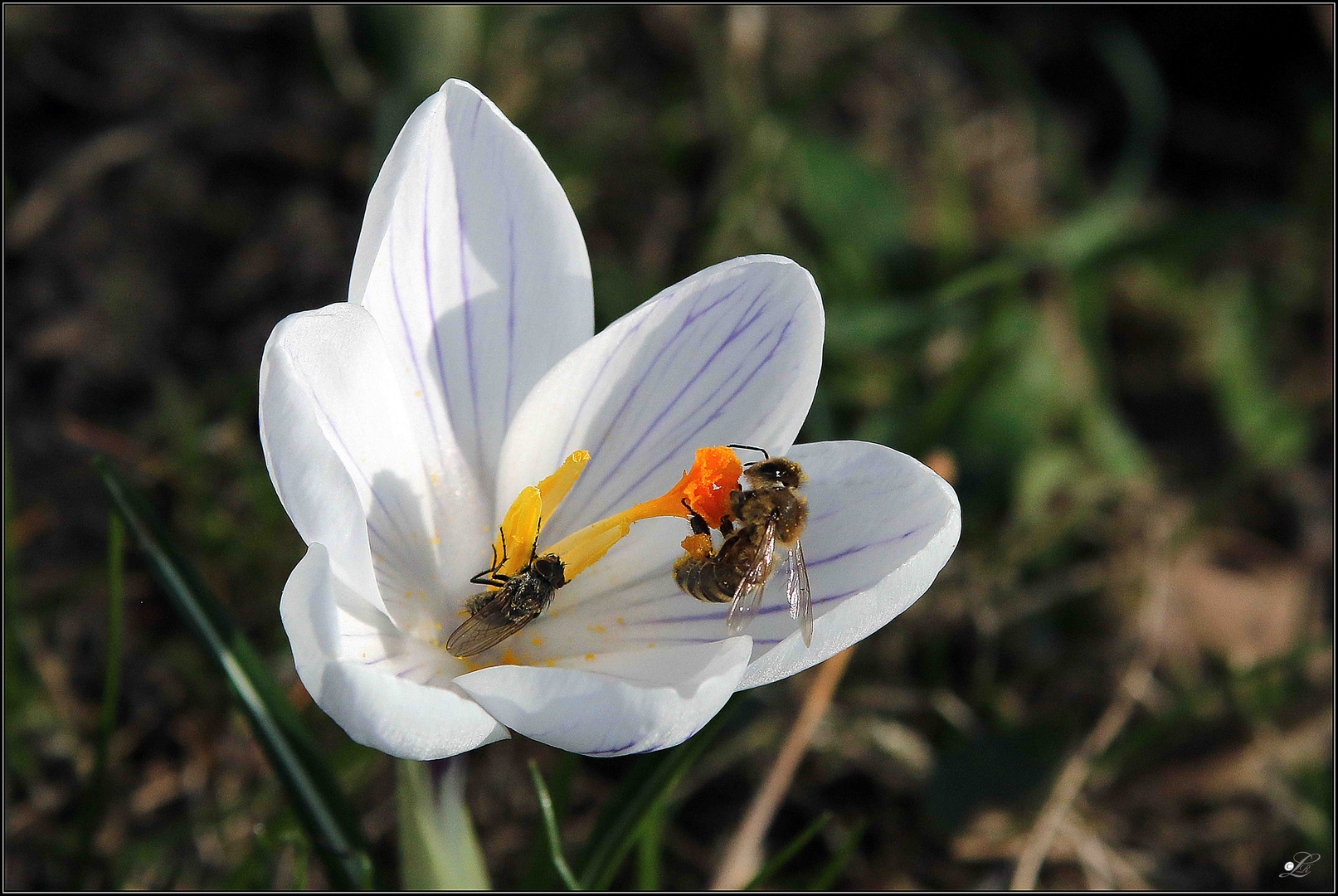 Krokus besuch