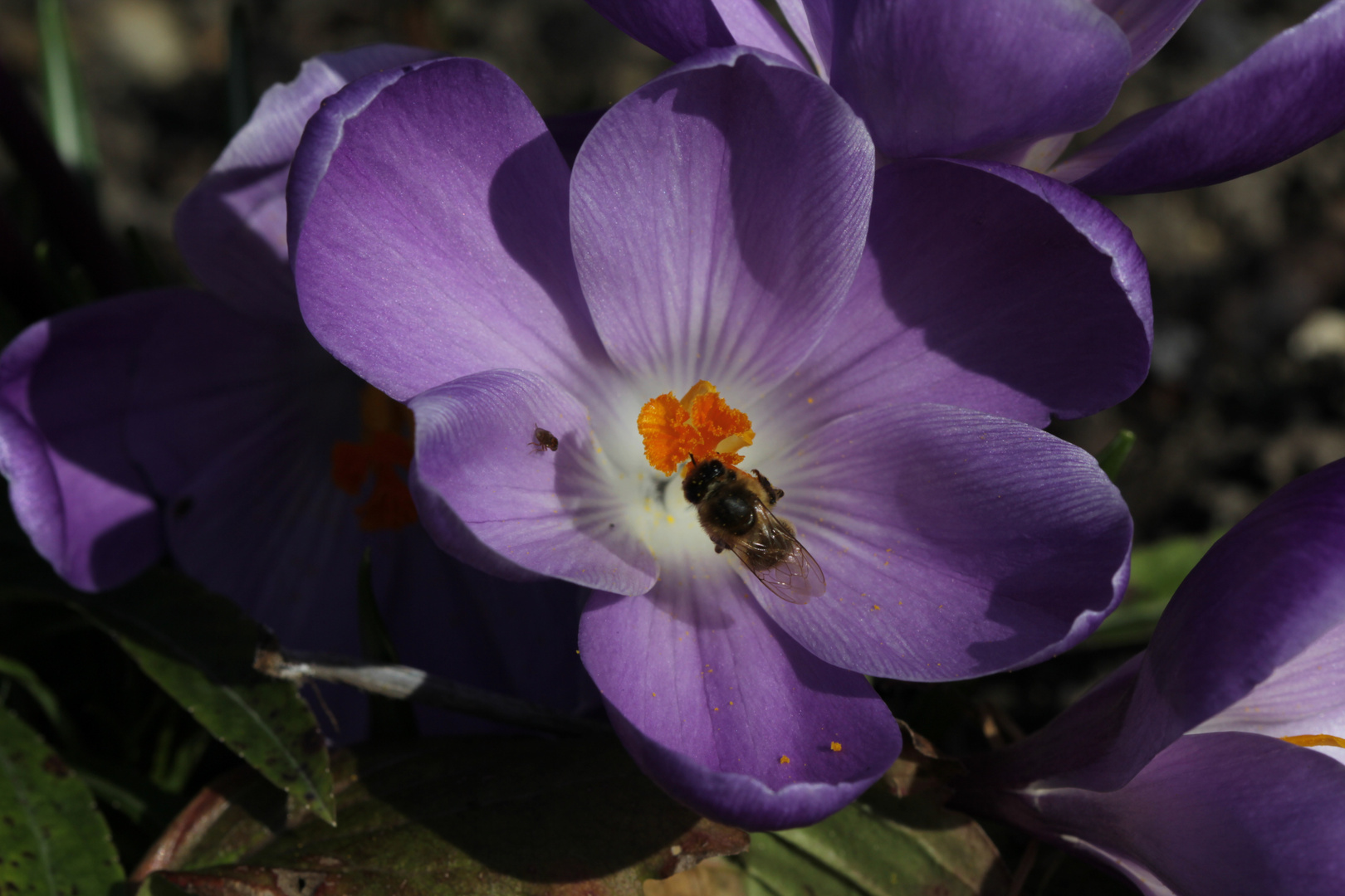 Krokus blau