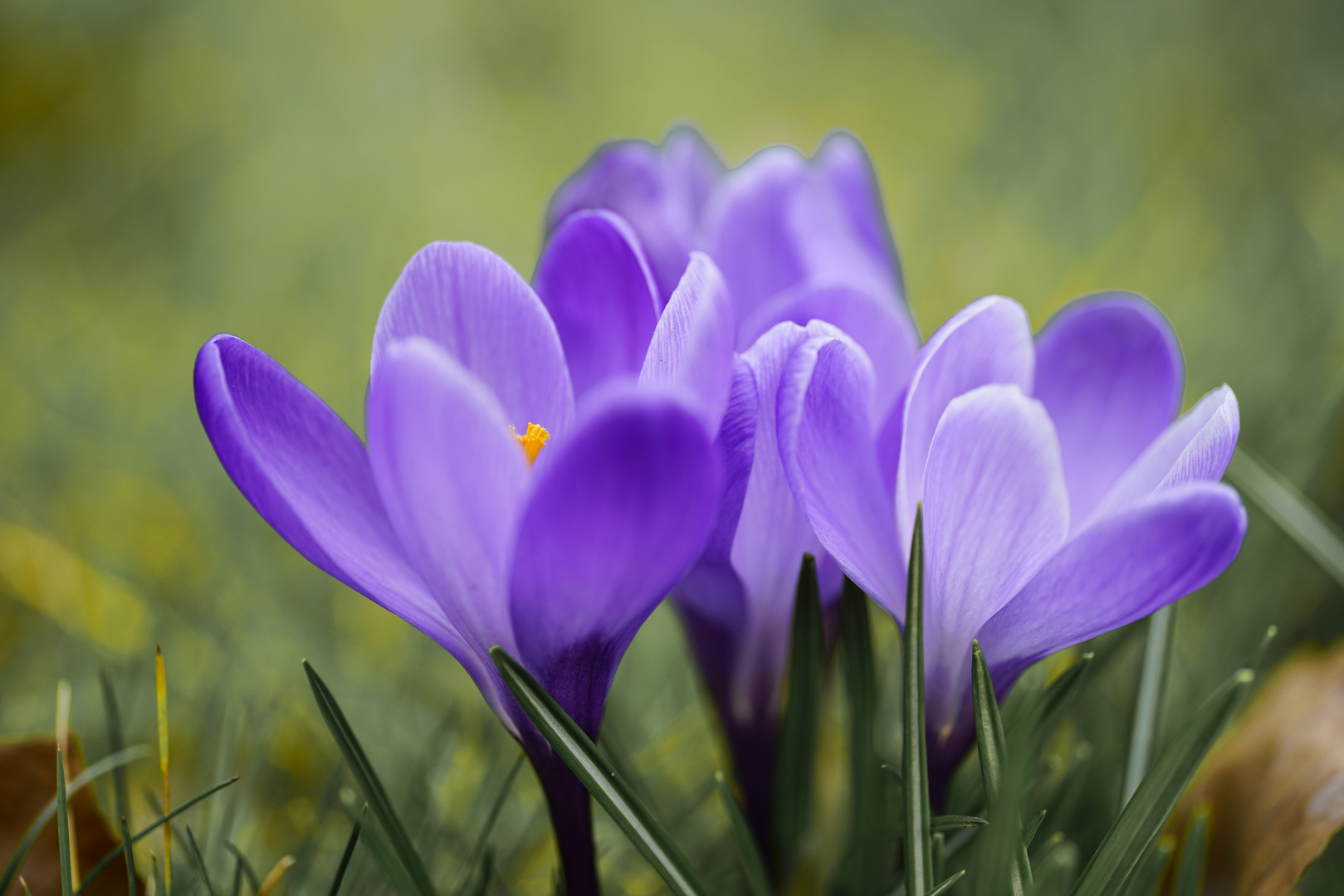 Krokus blau