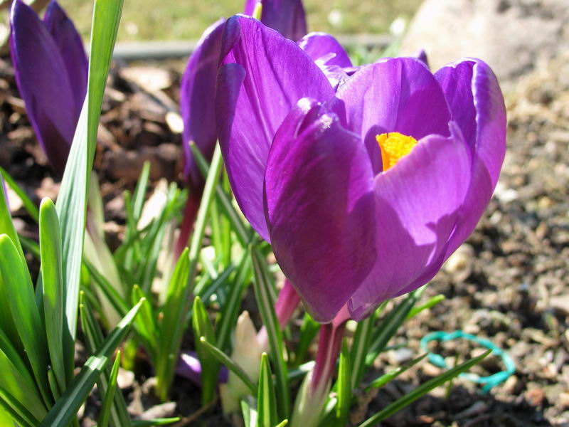 Krokus blau