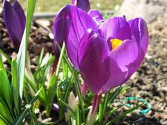 Krokus blau