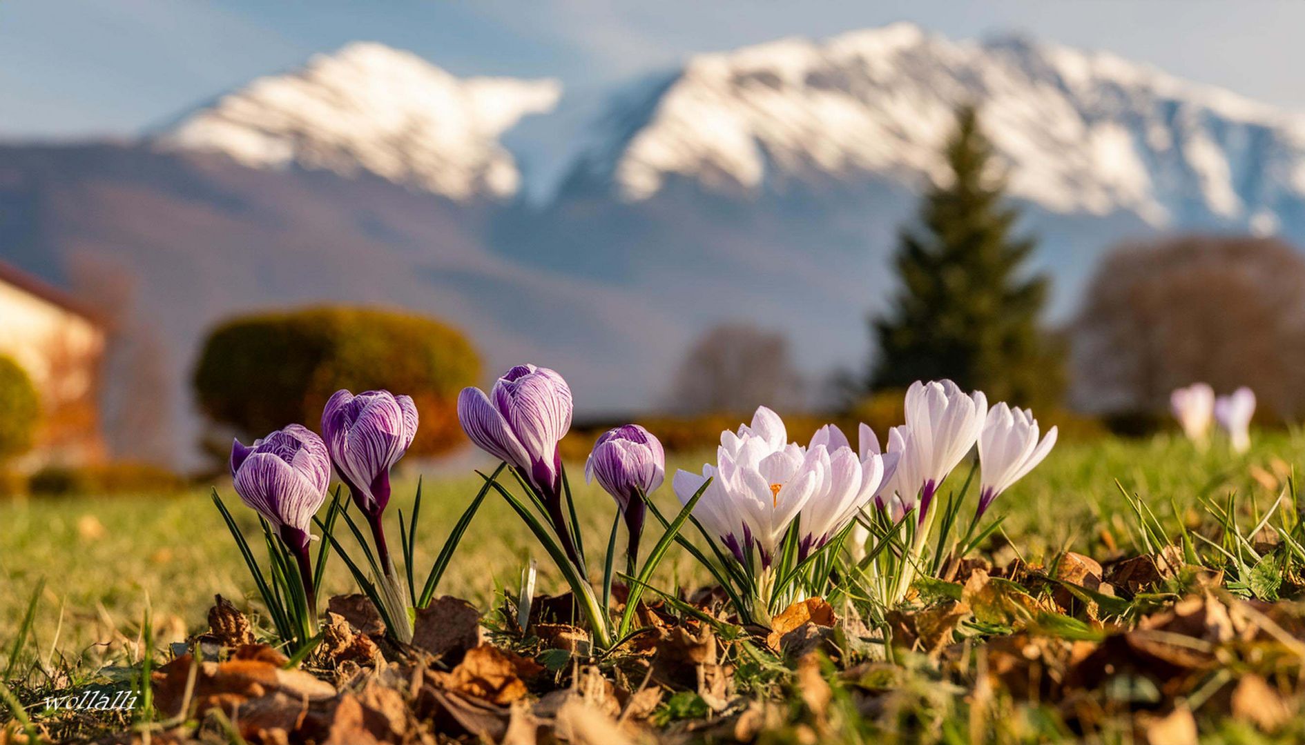 Krokus blühen in den Bergen (KI)