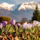 Krokus blühen in den Bergen (KI)