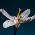 Krokus-Blüte