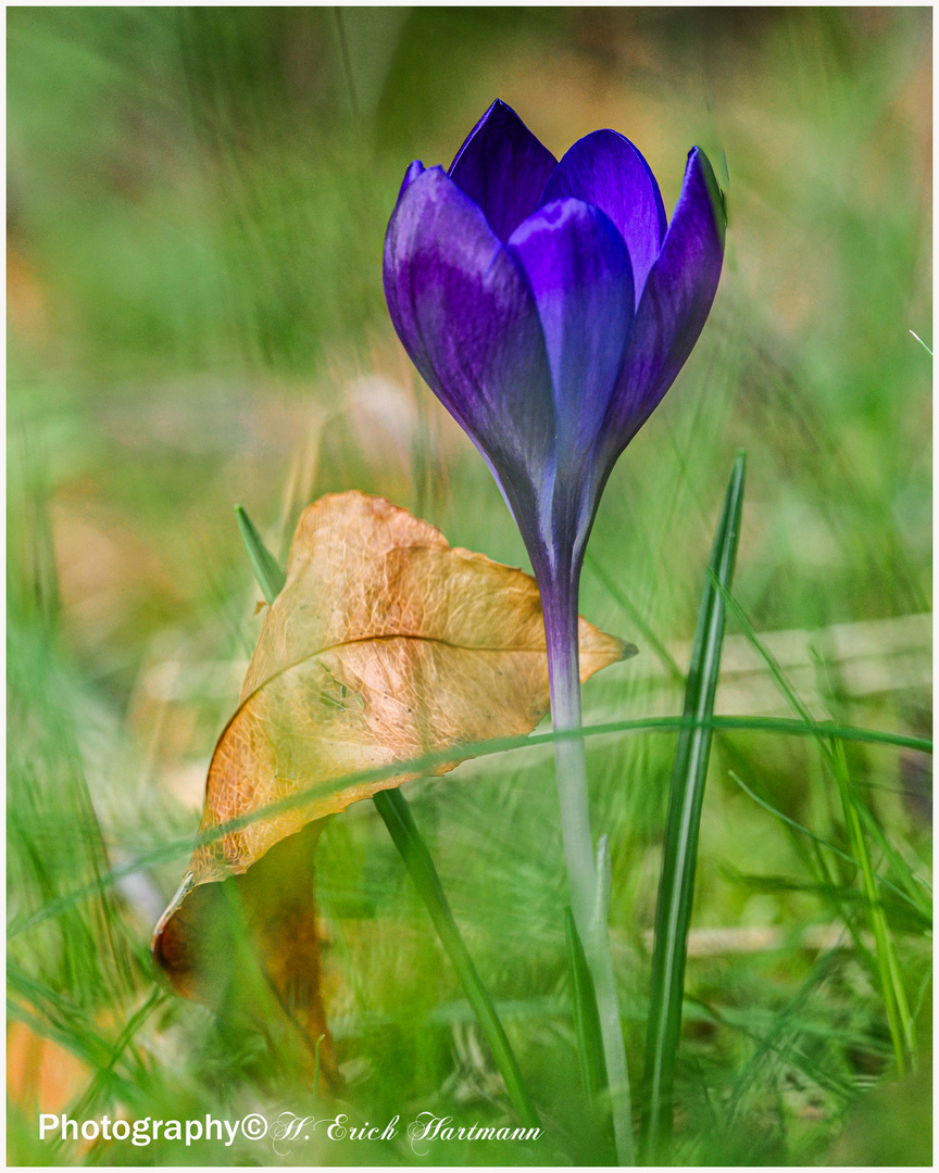 Krokus Blüte