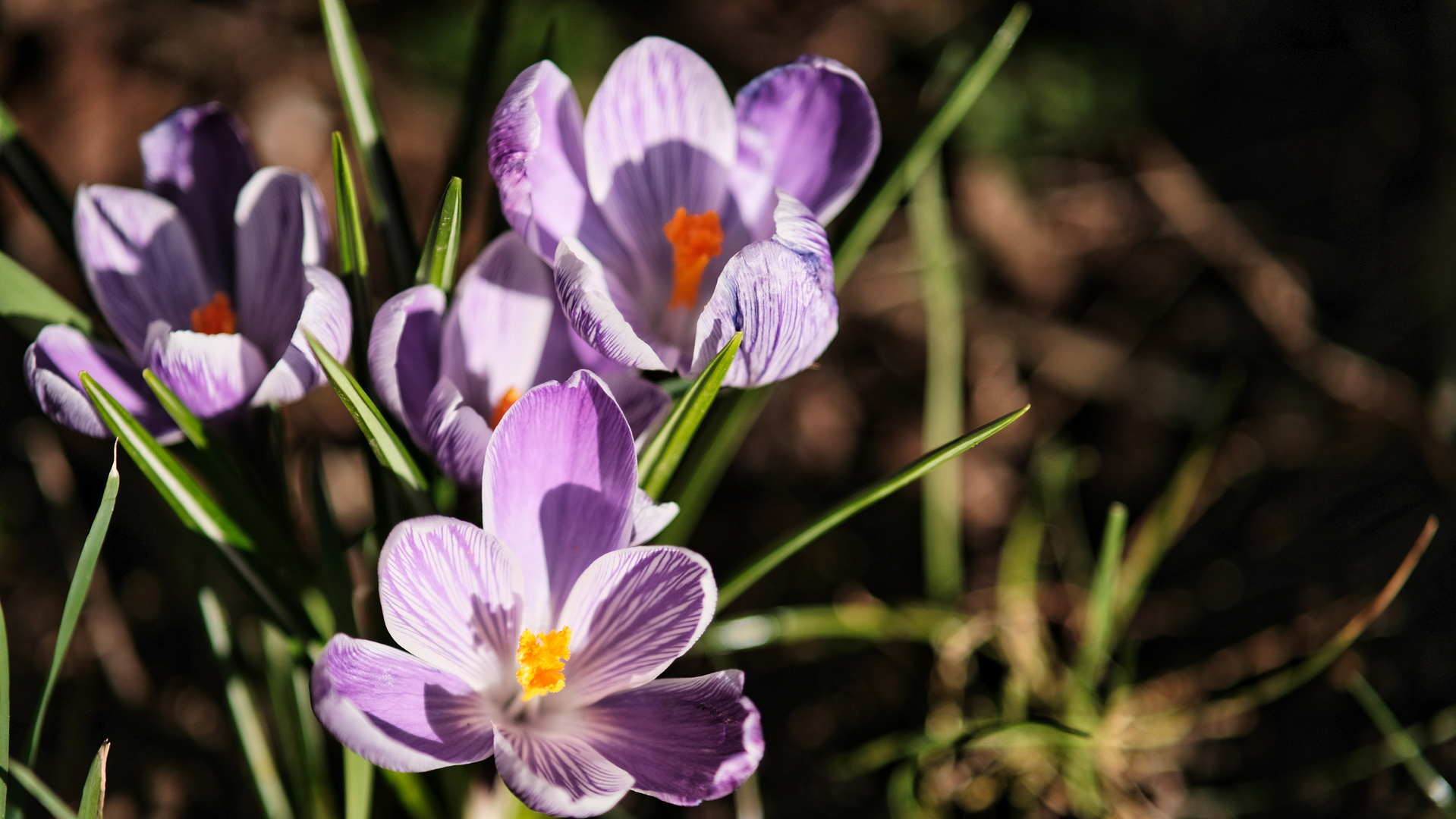 Krokus Blüte Frühling