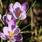 Krokus Blüte Frühling