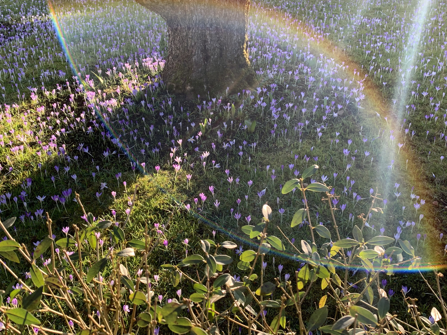 Krokus Blüte im Sonnenschein 