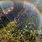 Krokus Blüte im Sonnenschein 