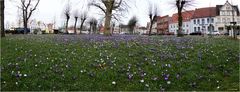 Krokus-Blüte in Friedrichstadt - ein Panorama