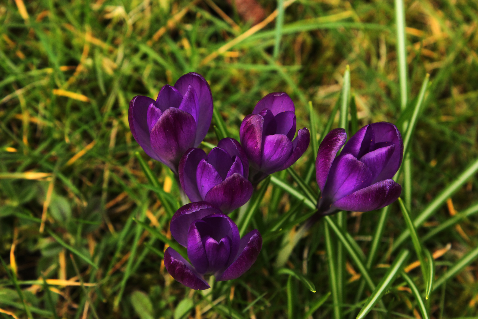 Krokus Blüten II