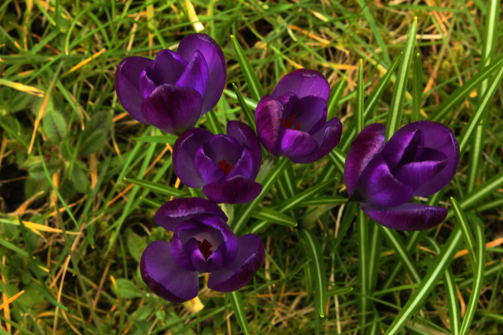 Krokus Blüten III