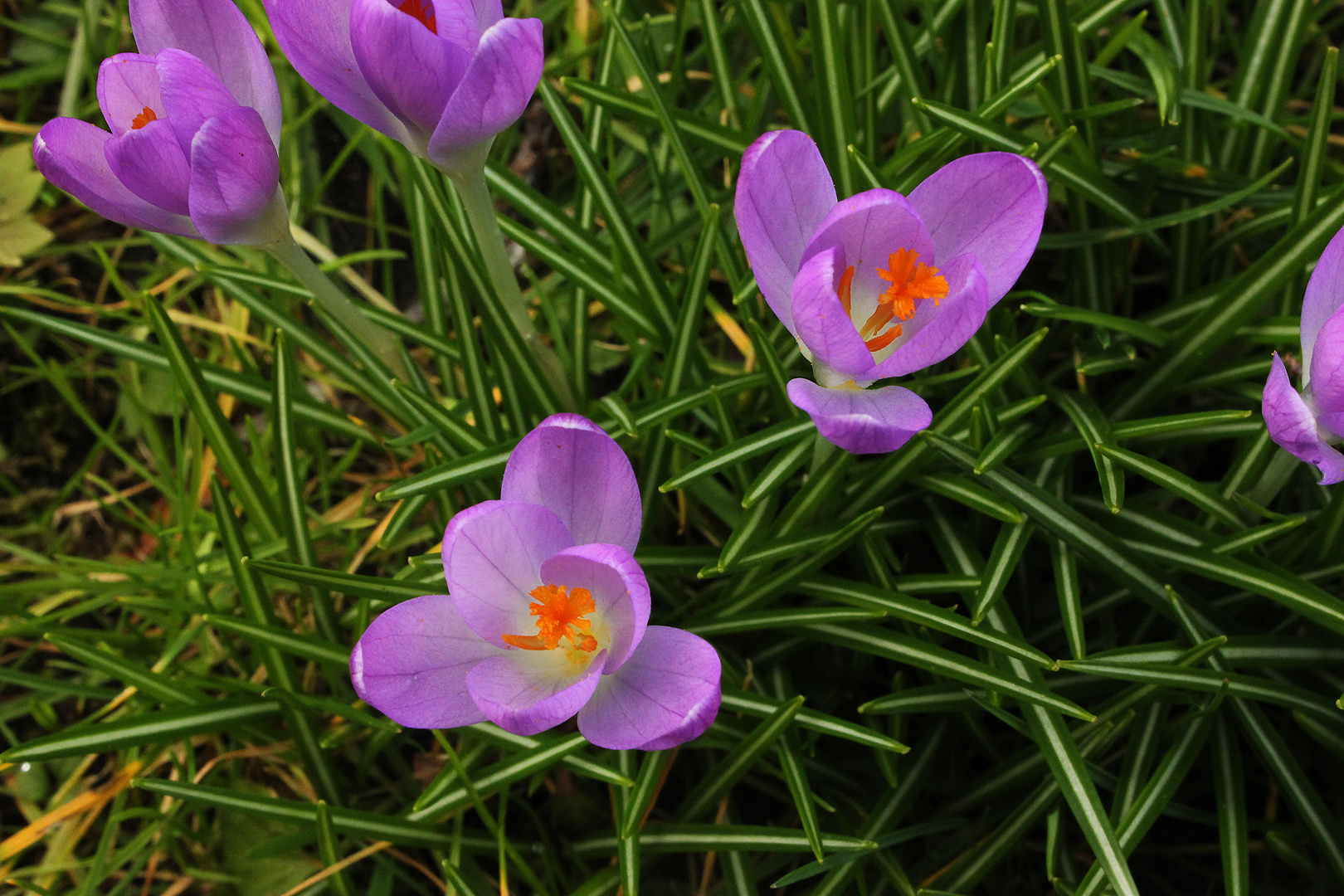 Krokus Blüten IV