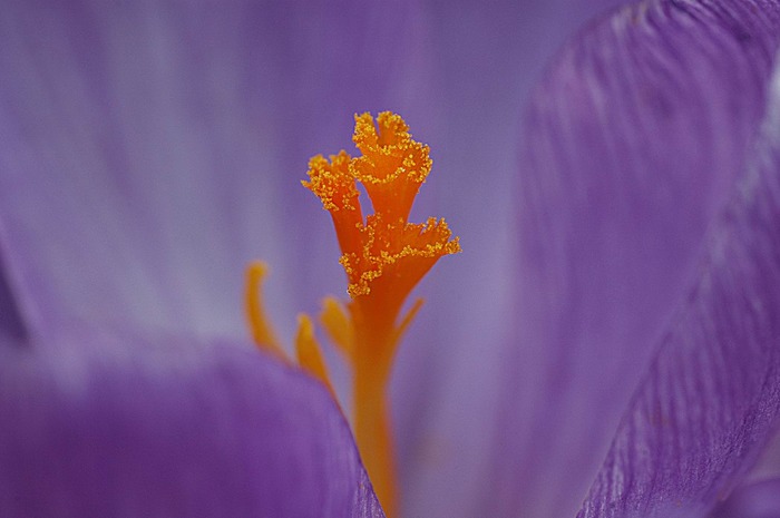 Krokus-Blüten-Stempel Nr. 2