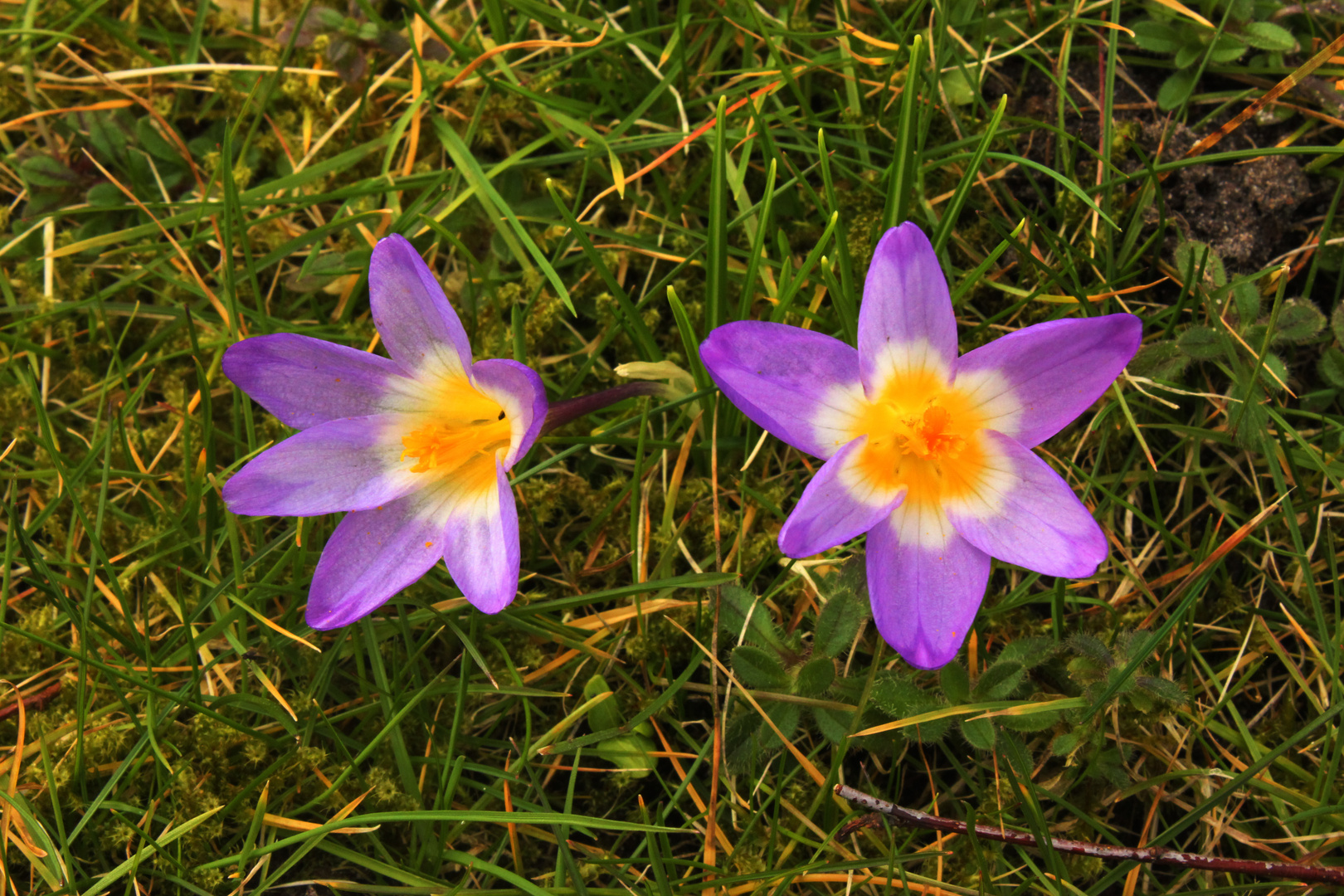 Krokus Blüten V