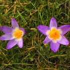 Krokus Blüten V