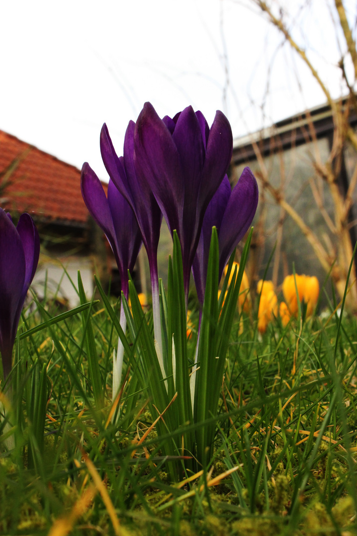 Krokus Blüten VI