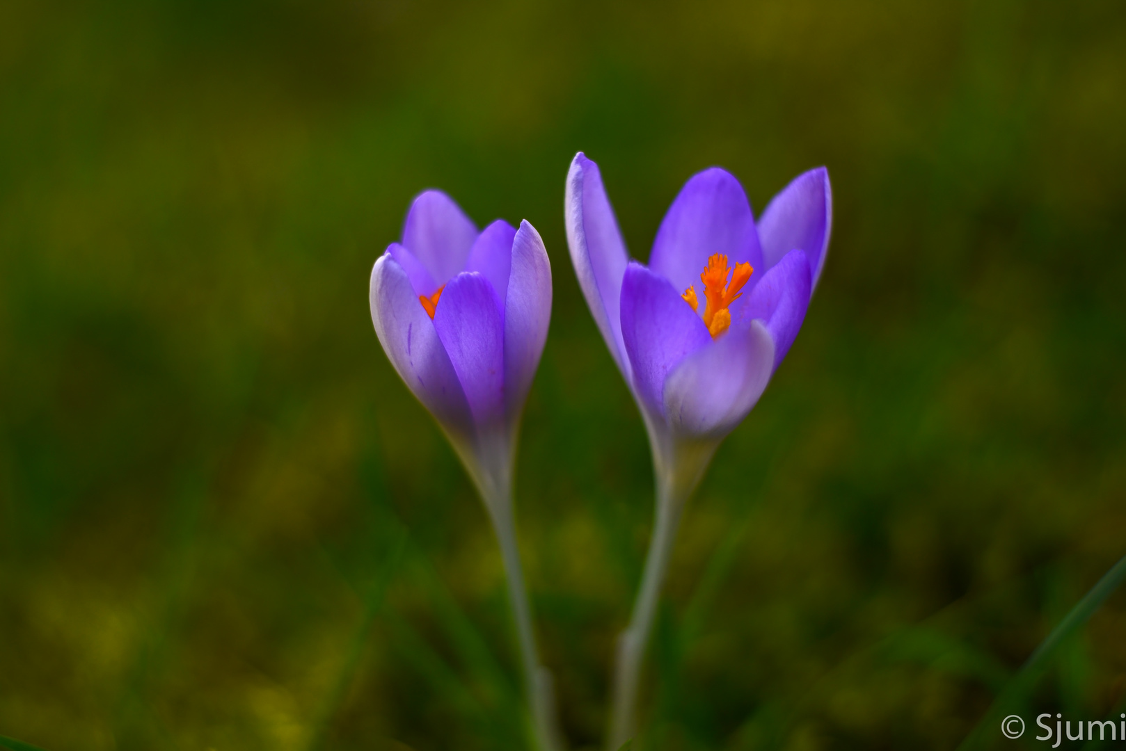 Krokus Blütenzauber