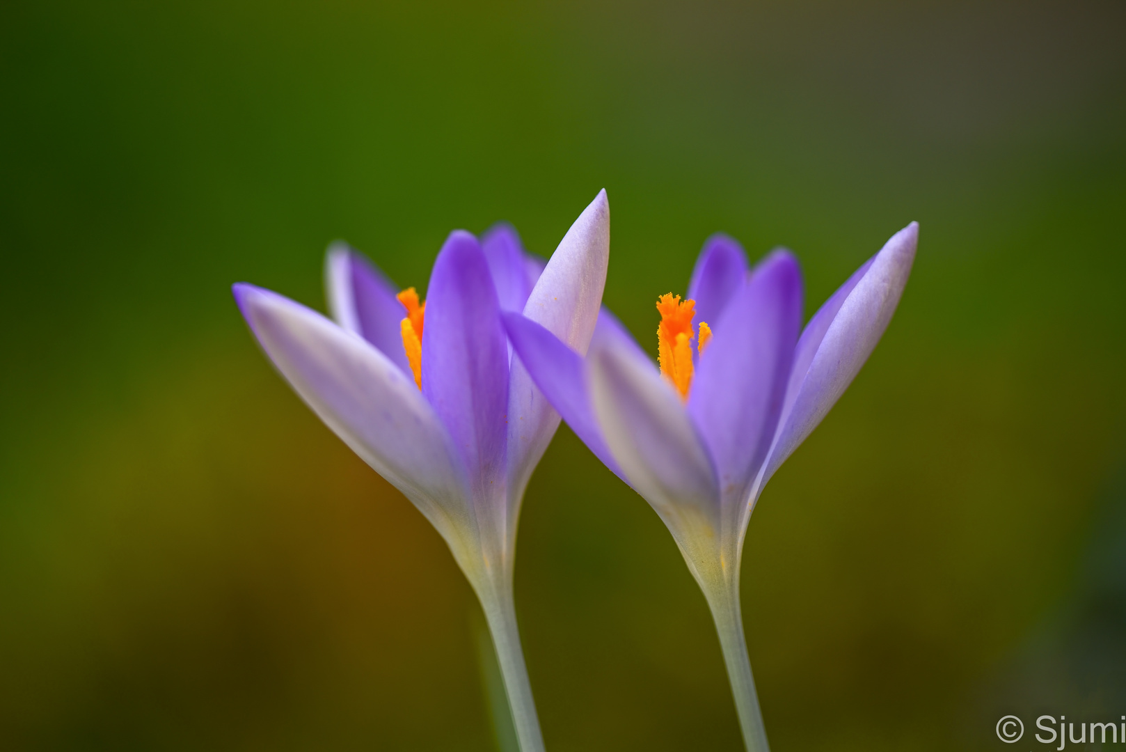 Krokus Blütenzauber