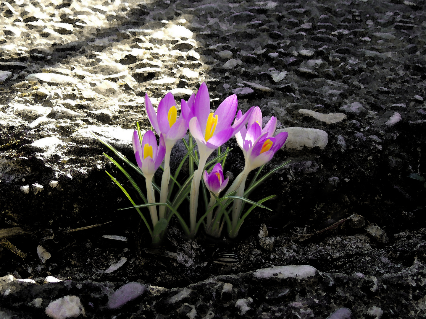 Krokus Blumen